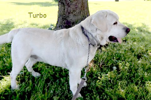 puppy, for, sale, Labrador Retriever, Leon M Martin, dog, breeder, Denver, PA, dog-breeder, puppy-for-sale, forsale, nearby, find, puppyfind, locator, puppylocator, aca